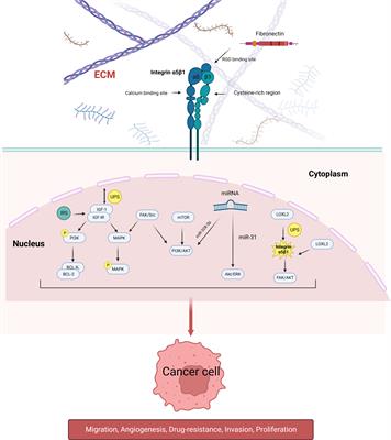 Targeting integrin α5β1 in urological tumors: opportunities and challenges